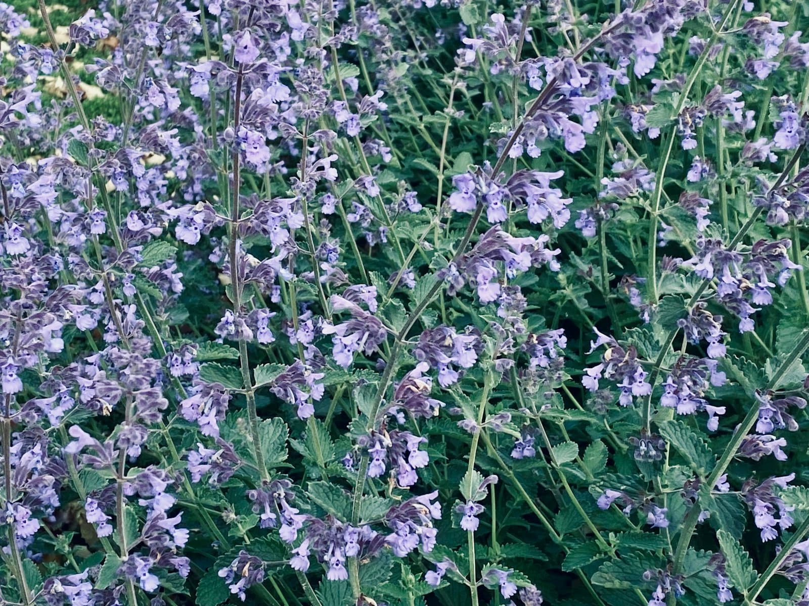 Native plants in a residential habitat garden